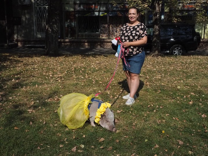 Москвичка Вера Барвинская со своим мини-пигом по кличке Брунгильда