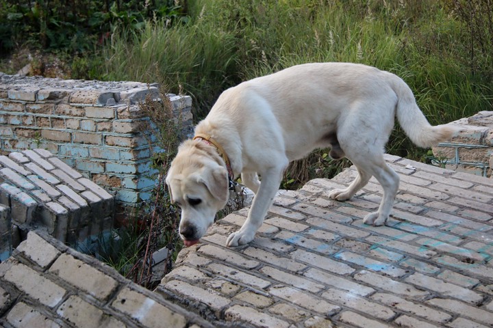 Колокольчик спасения: один день из жизни поискового пса 