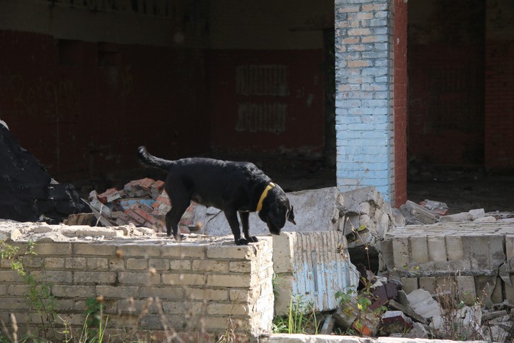Колокольчик спасения: один день из жизни поискового пса 