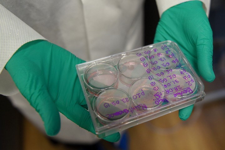 Корреспондент «Вечерней Москвы» узнала, как в столице выращивают искусственное мясо 