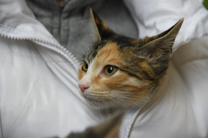 Сестренка Себастьяна появилась на свет сразу счастливой — трехцветной