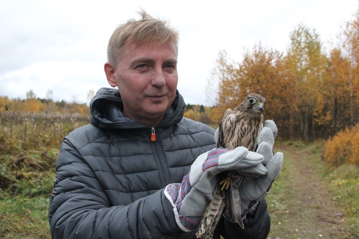 Руководитель Департамента природопользования и охраны окружающей среды города Москвы Антон Кульбачевский выпускает в естественную среду обитания ястреба-тетеревятника, которого выходили в подведомственном департаменту Центре реабилитации диких животных