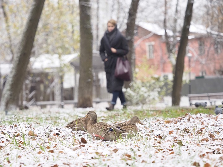 До конца этой недели первый снег растаять не должен