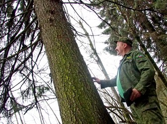 Подмосковные лесничества отобрали претенденток на звание главной елки страны