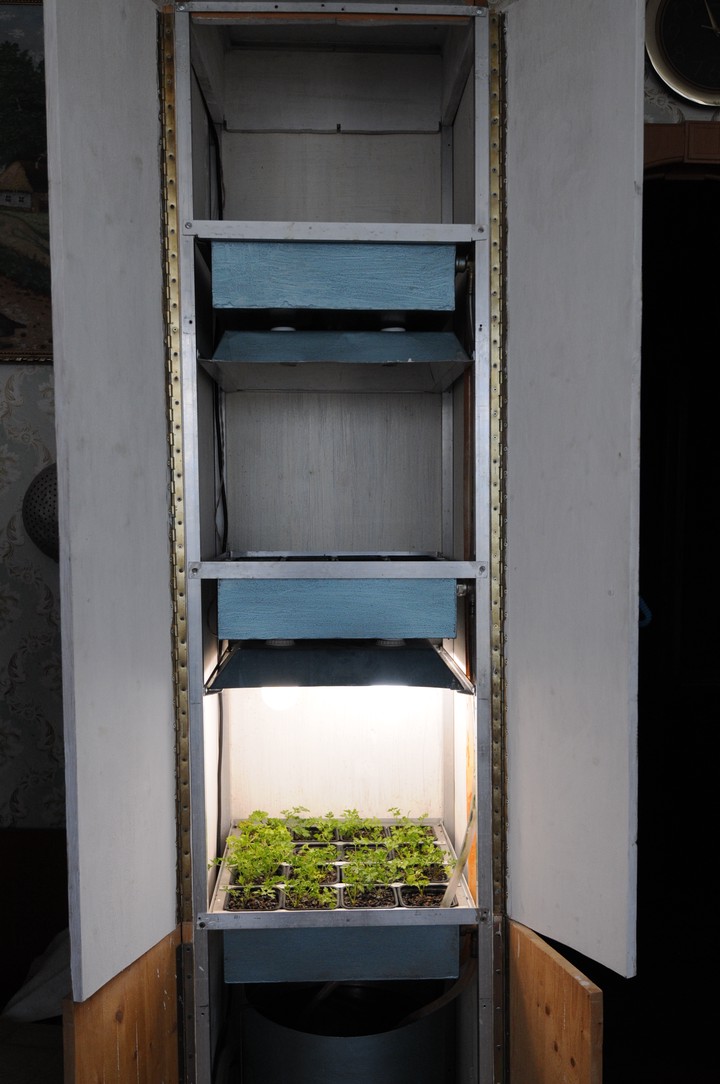 Выращенные в балконной теплице зелень петрушки