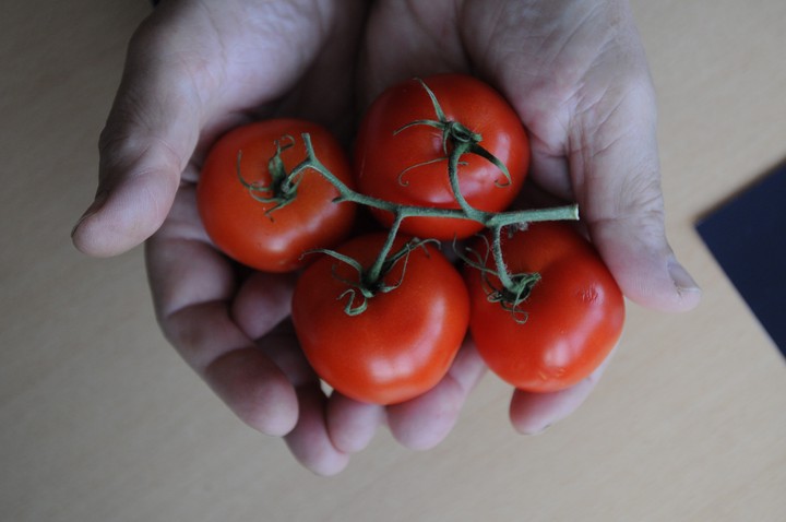 Выращенные в балконной теплице помидоры сорта «Танюша»