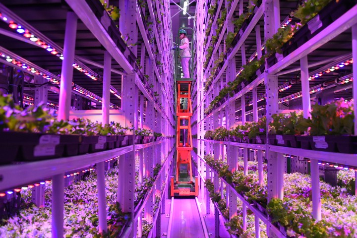 Сейчас городская ферма производит 5–7 тонн урожая в день