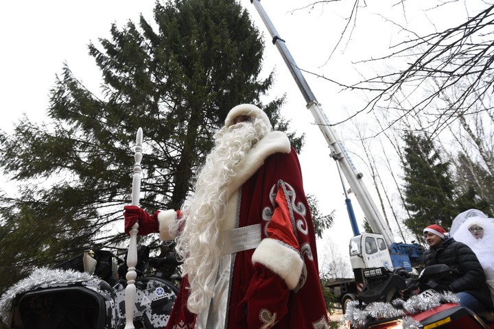 90-летнее дерево украсит Соборную площадь