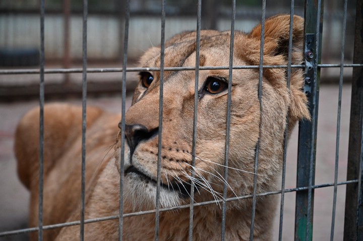 Подружка львицы Симы — Алиса провожает ее из Центра передержки животных в Ярославский зоопарк