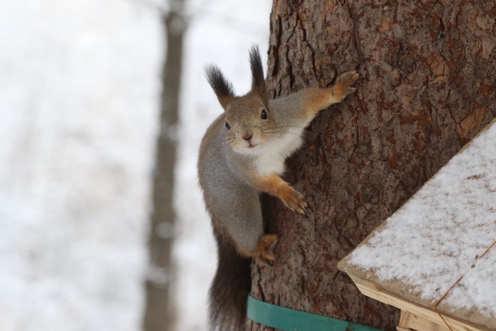 День орнитолога и Moscow Dive Show: пять причин выйти из дома в выходные