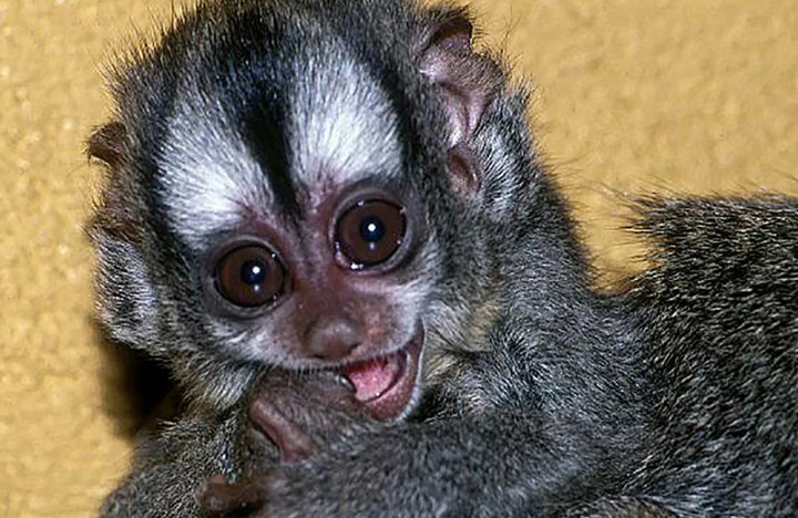 Боливийский мирикини впервые появился на свет в Московском зоопарке