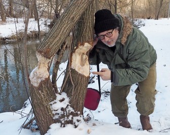 Корреспондент «ВМ» рассказал, где в Москве можно увидеть бобров