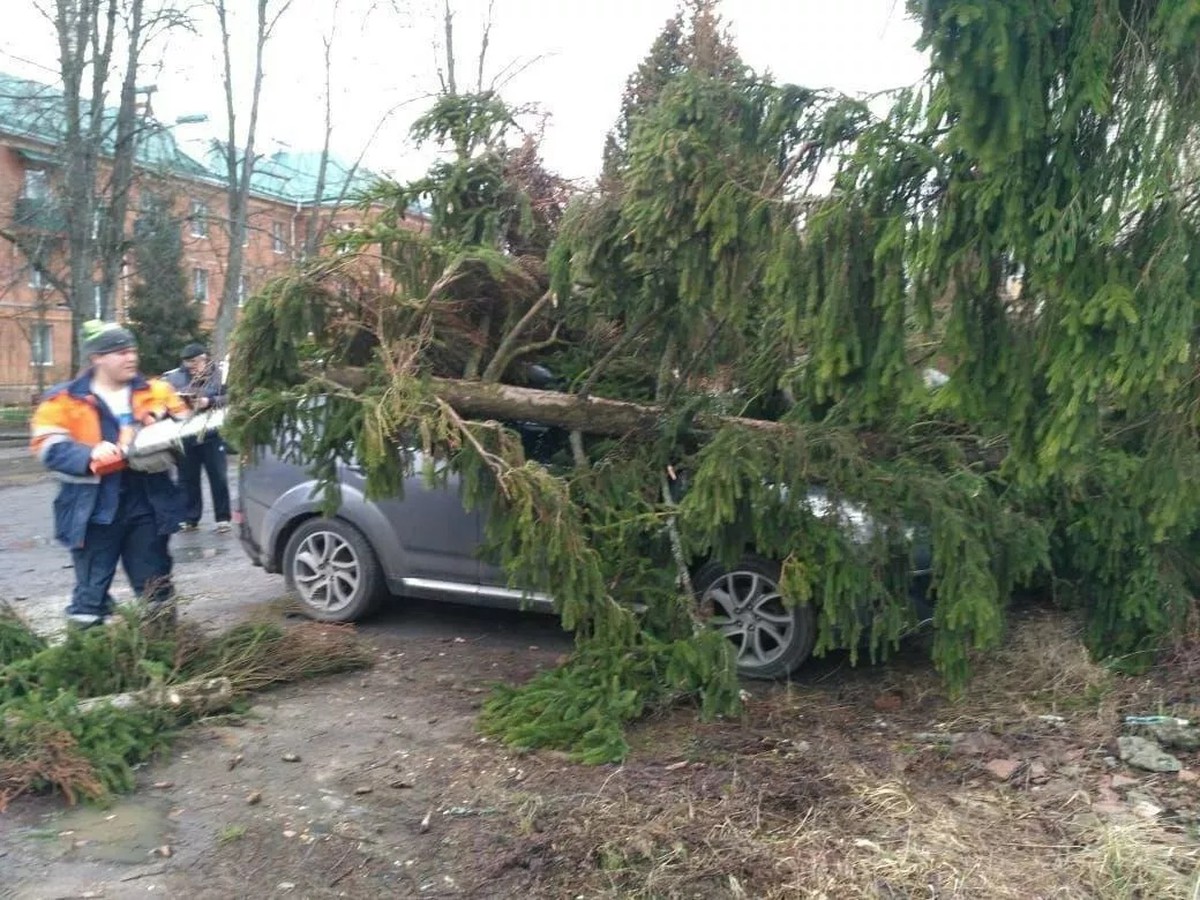 Где был сильный ветер. Сильный ветер. Ураган деревья. Поваленные деревья в городе. На машин повалило дерево.