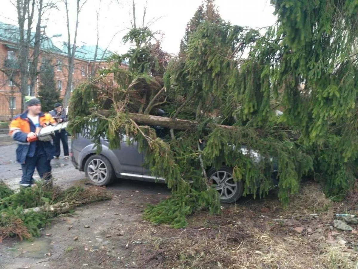 Сильный ветер. Ураган деревья. Поваленные деревья в городе. На машин повалило дерево.