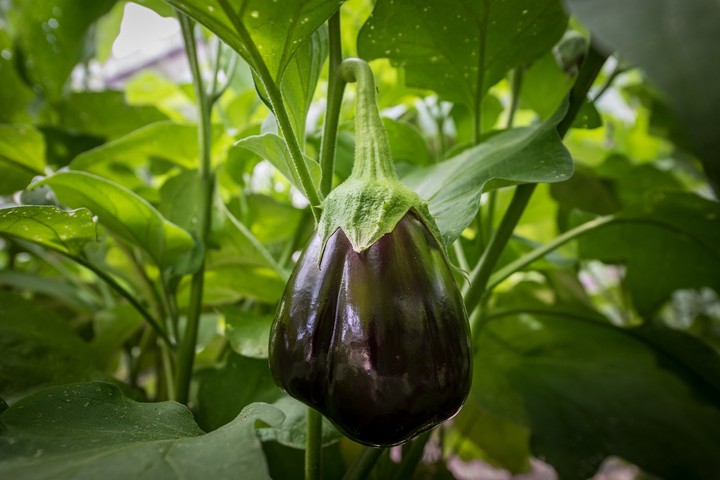 Баклажан является культурой, которая требует ранней посадки