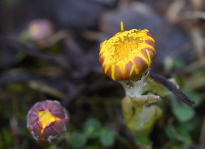 Через некоторое время, после тщательных поисков Андрей Гудков все-таки заметил желтые соцветия мать-и-мачехи