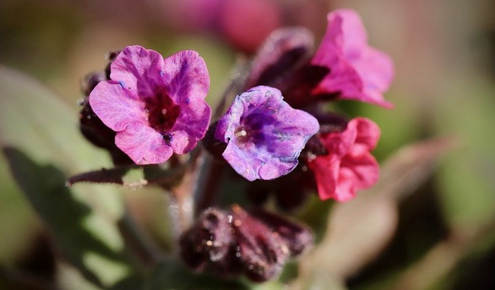 В старину, кстати, медуницей лечили кашель, она по латыни так и называется — пульмонария, по названию легкого