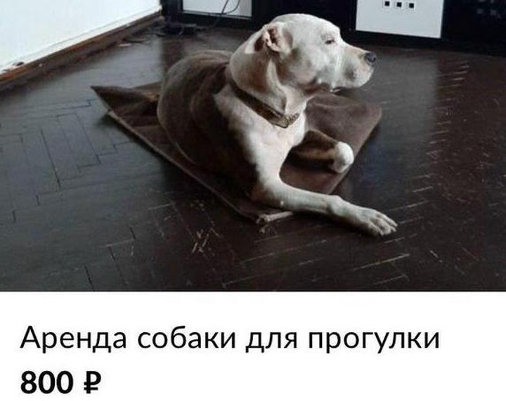 Удаленный могильщик и собака в аренду: какие услуги предлагают москвичам на карантине