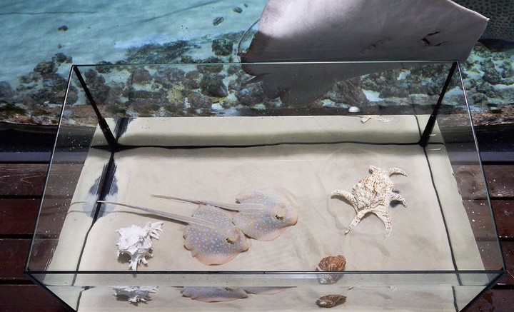 Детеныши синепятнистых скатов впервые родились в «Москвариуме»