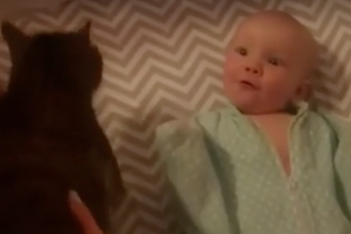 11 млн просмотров 2 года назад. Реакция новорожденного на кошек. Фото реакции младенца на звук.