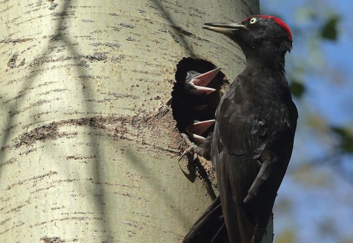 Пустельги и чеглоки начали гнездиться на ВДНХ и в парке «Останкино»