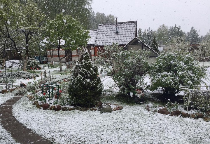 Глядя на майский снег, можно изумляться, смеяться, плакать над побитыми ни за что посадками