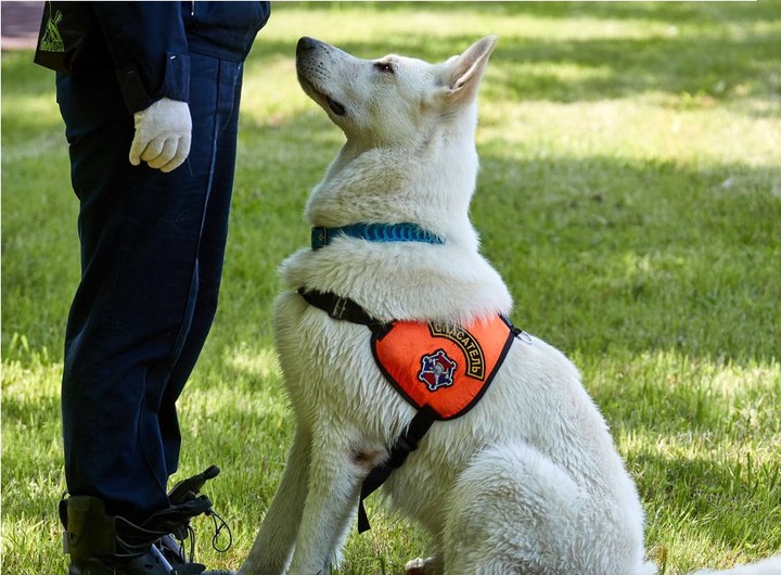 Спасатель-кинолог рассказала о совместной работе с четвероногим другом