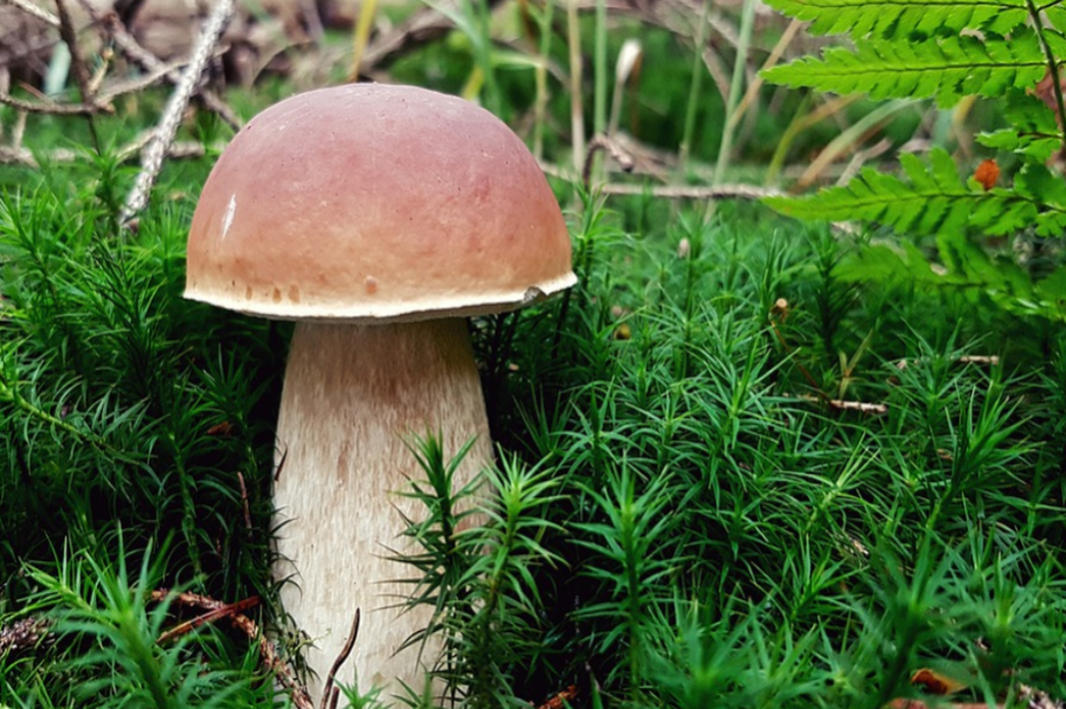 Даже белый бывает опасен: топ-5 советов, как избежать отравлений в грибной сезон