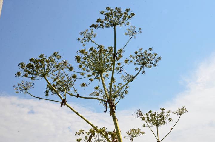 Борщевик здесь не пройдет: как избавиться от опасного растения на своем участке