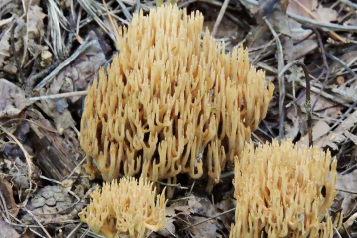 Грибной фотосезон открылся на природных территориях Москвы