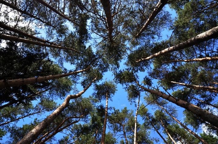 В 1960–1970-е годы экологическая тема была одной из ключевых