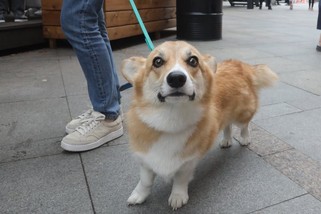 Для пожилых москвичей подготовили цикл онлайн-лекций ко Дню домашних животных Для пожилых москвичей подготовили цикл онлайн-лекций ко Дню домашних животных