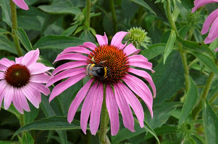 Мраморный клоп и ядовитые змеи. Какие вредители могут встретиться в импортных продуктах