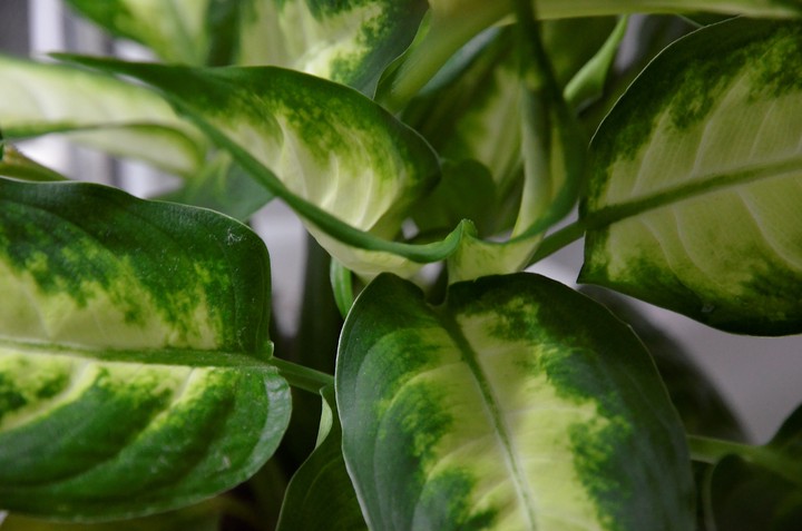 Названы пять самых опасных комнатных растений