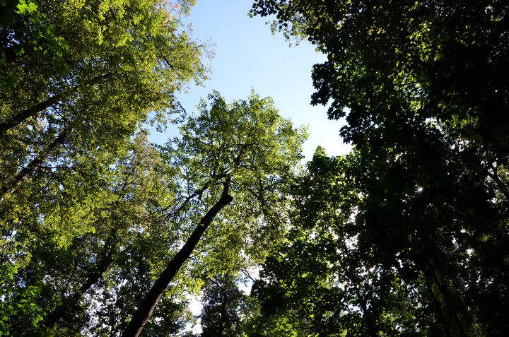 Минимум 124 евро ежемесячно: какую пользу горожанам приносят животные