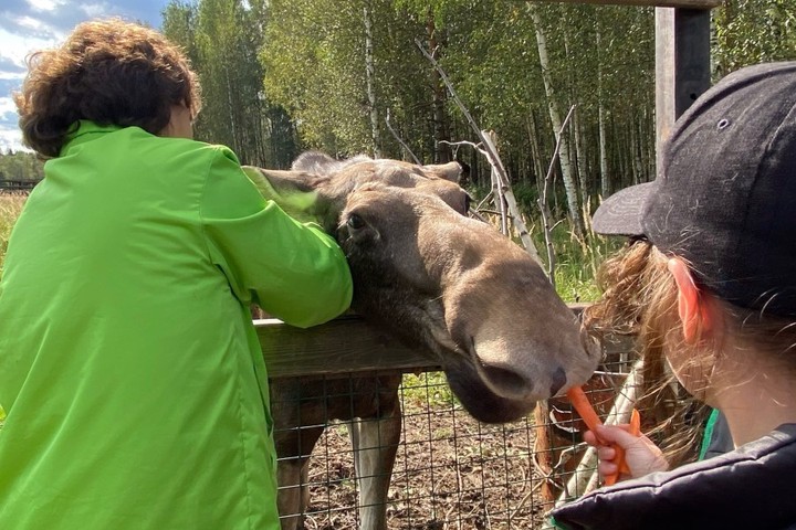 Любимица биостанции лосиха Дина покинула свой вольер