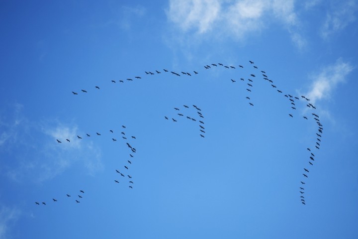 В чем птицы умнее людей