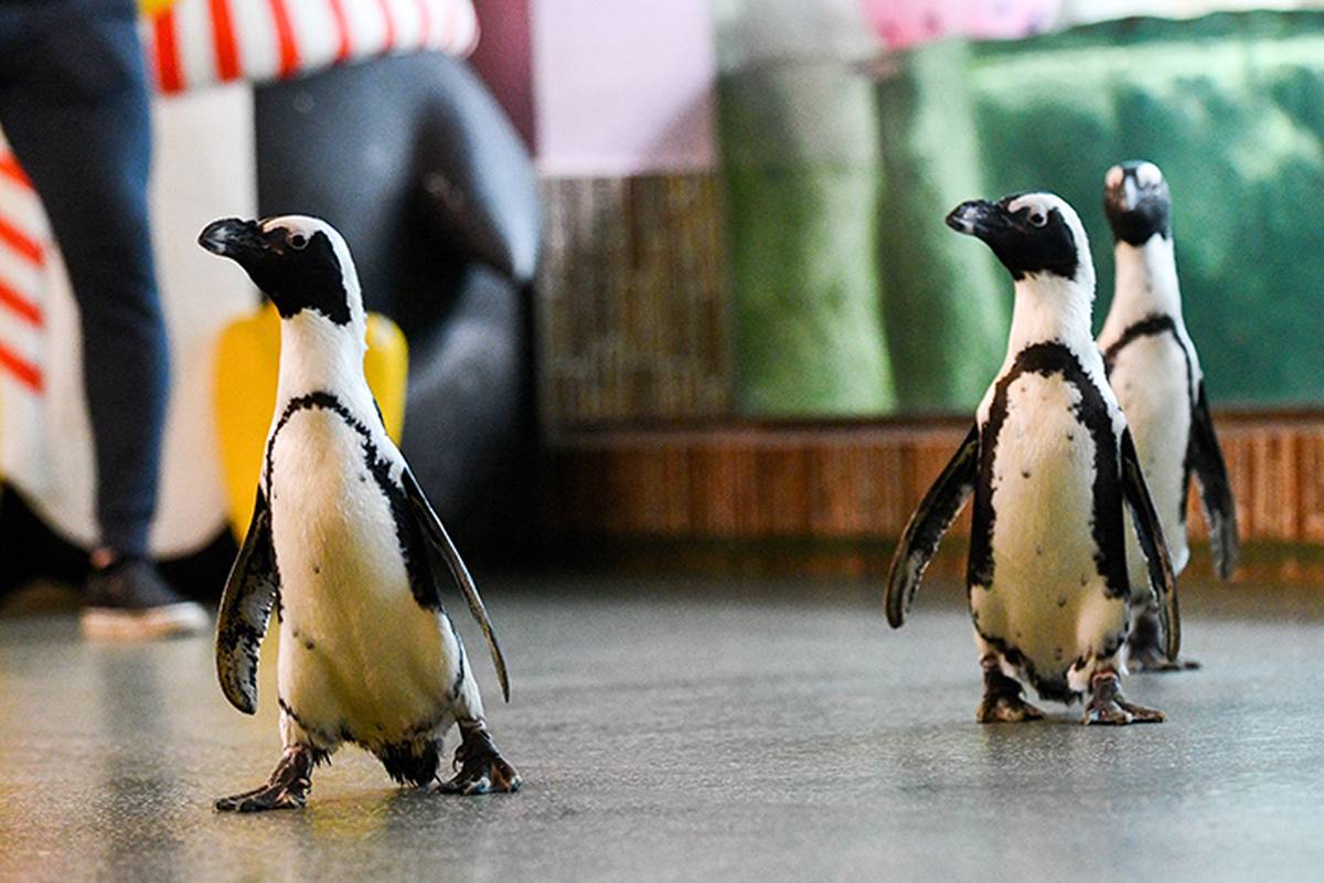 Московский зоопарк показал играющих с мыльными пузырями пингвинов