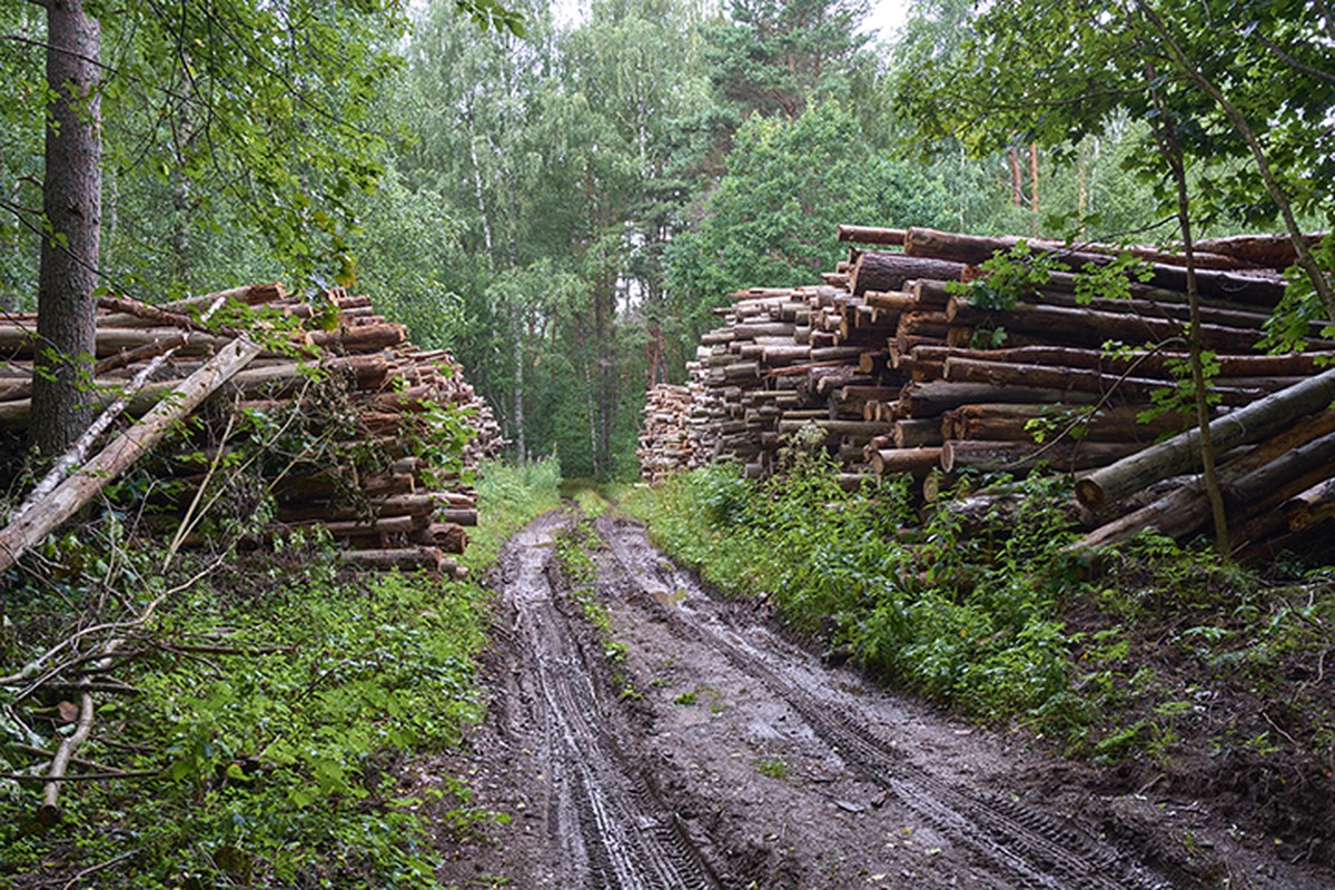 Освоение лесов. Крупный арендатор леса по Нижегородской области. Россия в 1997 году фото Лесной промышленности.