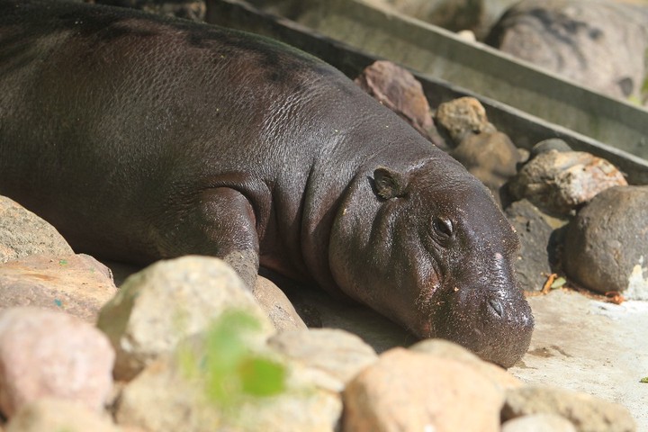 Карликовый бегемот Ксюша. Она переехала из Швеции в Московский зоопарк в 2017 году