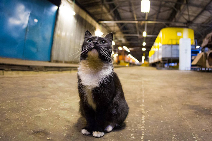 Дептранс показал снимки котиков, живущих в московском метро