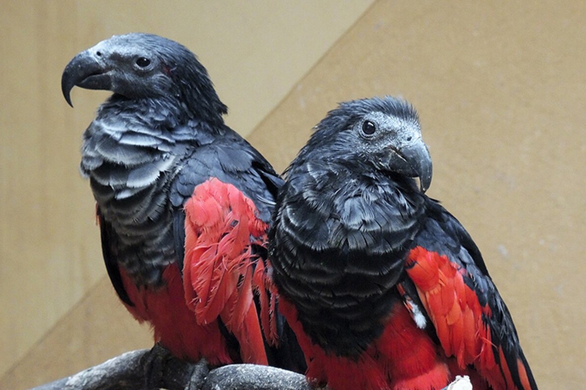 попугаи в зоопарке