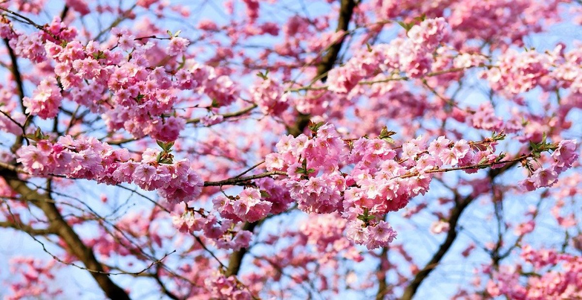 Сакура в россии где. Цветение Сакуры в Японии сады. Японская вишня. Сакура слива персик. Сакура обыкновенная.