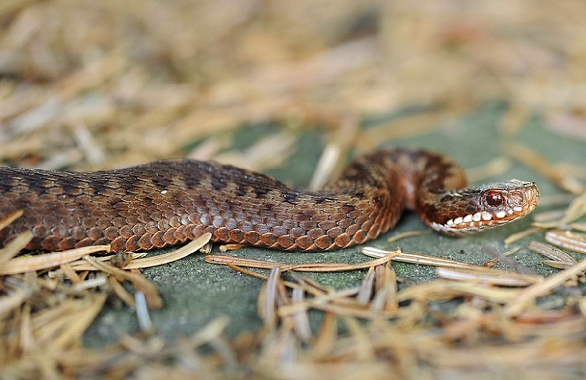 Змеи калининградской области фото