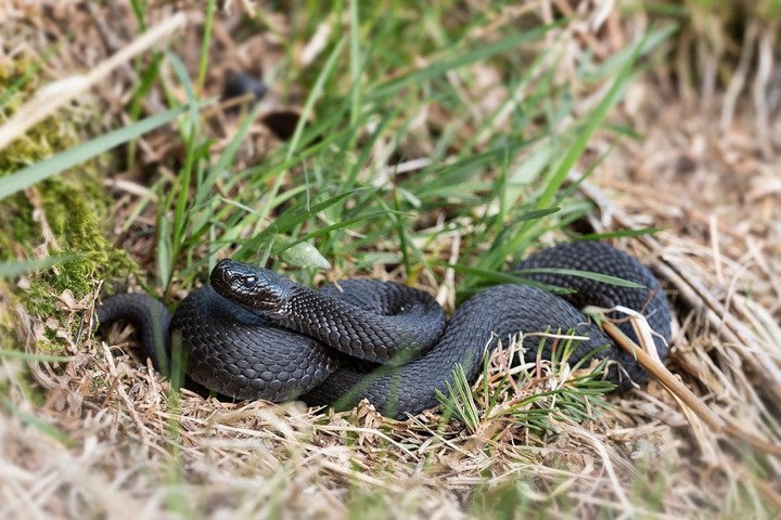 «Категорически запрещено»: насколько опасны змеи в подмосковных лесах