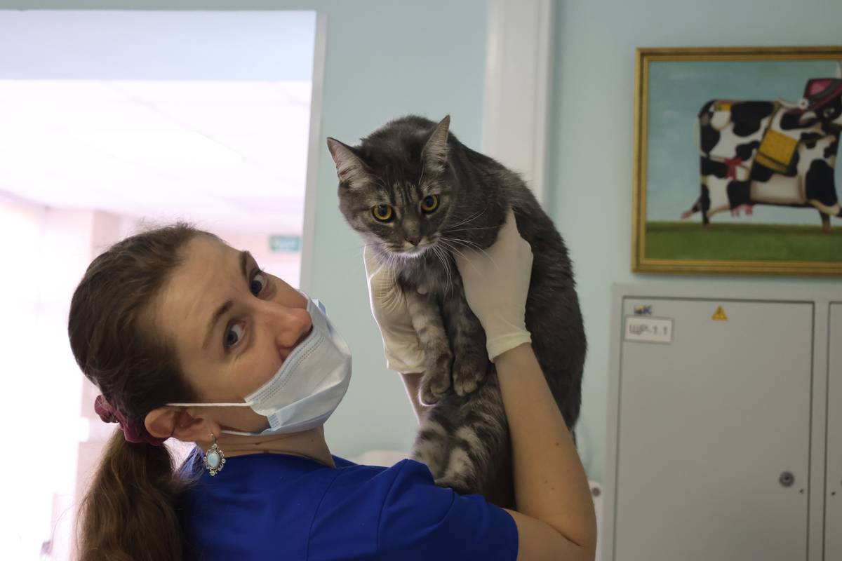 Онлайн-запись в ветеринарные клиники стала доступна в Подмосковье