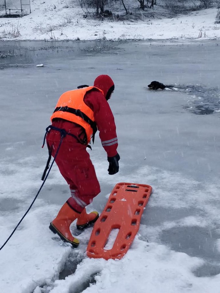 Провалившуюся под лед собаку спасли под Зеленоградом
