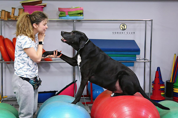 «Все как у людей»: как работают фитнес-центры для животных в Москве