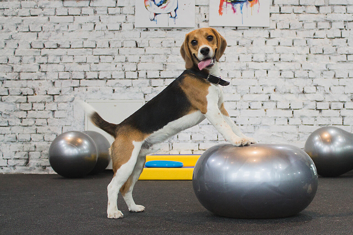 «Все как у людей»: как работают фитнес-центры для животных в Москве