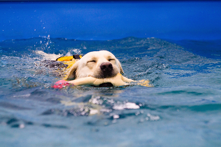 «Все как у людей»: как работают фитнес-центры для животных в Москве